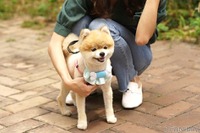 犬用音楽プレイヤー…MEDIKがPEPPI3を発売 画像