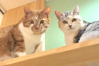 ハチたま、スマート猫トイレ toletta を保護猫施設に無料配布…新型コロナで休業中［リアニマル］ 画像