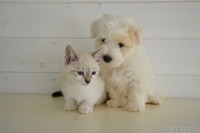 ［リアニマル］ペットを置き去りにしないために…新型コロナ感染で飼い主が入院 画像