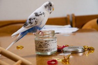 【セキセイインコと暮らす日々】小さな命、だからこそ気をつけるべきこと 画像