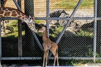 動物園で赤ちゃん続々誕生、休園中もSNSで報告［リアニマル］ 画像