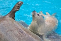休園中の水族館でベビーラッシュ［リアニマル］ 画像