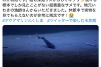 飼育員も初めて見た！ 深海ザメ「フジクジラ」の姿を配信…アクアマリンふくしま［リアニマル］ 画像