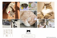 “寝ている猫”の写真ばかりを集めた「WEBねこにすと」［リアニマル］ 画像