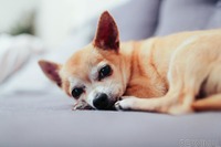 東京都がペット相談ダイヤル…飼い主が新型コロナに感染、ペットを保護［リアニマル］ 画像