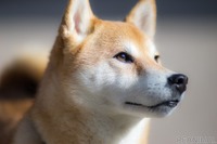 ［“命の商品化”を考える］改正された動物愛護法から見えるのは？ 画像
