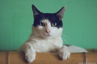 愛猫のお留守番、飼い主がしてあげられる4つのこと［リアニマル］ 画像