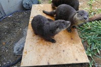 休館中の動物園・水族館10施設がSNSで投稿バトル…カワウソの成長記録、バイソンの子どもなど［リアニマル］ 画像