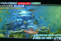 しながわ水族館のイルカやペンギンなど、YouTube Liveで配信中［リアニマル］ 画像