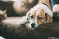 在宅時に起こる愛犬のケガ…隙間、コンセントに注意！［リアニマル］ 画像