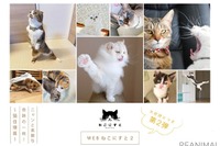 猫の写真、ニャンと素敵な奇跡の一枚！［リアニマル］ 画像