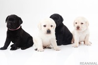 人気犬種ランキング、アメリカと日本で違い…愛犬に求めるものは? 画像