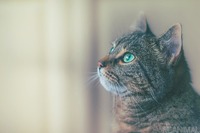 猫を家から出したら帰ってこない…外に潜むリスク［リアニマル］ 画像
