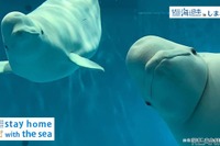 全国10か所の水族館をオンライン配信---stay home with the sea 画像