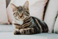 ペットの猫から新型コロナウイルス…できるだけ室内で飼育を［リアニマル］ 画像