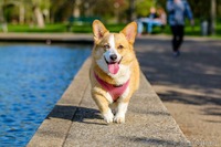 犬の健康、これからの季節…フィラリアの予防［リアニマル］ 画像
