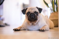 愛犬の食いつきUP！…ペットのご飯にひと手間［リアニマル］ 画像
