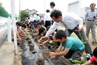 トヨタ車体、本社でケナフを植栽…地元小学生らと 画像