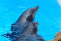 水族館ですくすく育つ赤ちゃんたち、成長の様子を配信　まとめ［リアニマル］ 画像