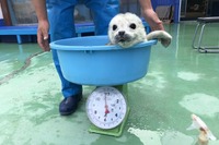 ゴマフアザラシの赤ちゃんの貴重映像、伊勢シーパラダイスが配信［リアニマル］ 画像