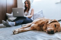 在宅時に起こる愛犬のケガ…同居犬との喧嘩、耳や被毛のケア［リアニマル］ 画像