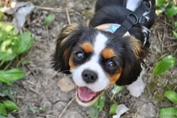 愛犬との生活で気をつけたいこと…よりペットに優しい社会を目指して［リアニマル］ 画像