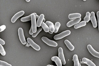 【新聞ウォッチ】出光と三菱商事、非食料系燃料を量産化…ホンダなどから技術 画像