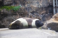 水族館 アクアマリンふくしま のこだわり…自然を再現した環境、20周年企画も［リアニマル］ 画像