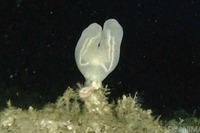 相模湾で79年ぶりに採取された海底生物…新江ノ島水族館で展示［リアニマル］ 画像