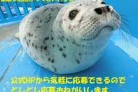 ゴマフアザラシの赤ちゃんの名前を募集…マイペースで何事にも動じない性格だよ［リアニマル］ 画像