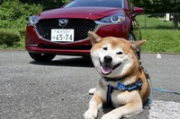 【柴犬ハルの気になるクルマ】ディーゼルの音やパワーフィールをどう感じる? マツダ2で試した 画像