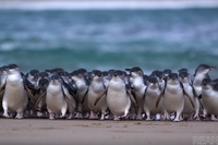 ペンギンパレードを毎日生配信…オーストラリア・フィリップ島より［リアニマル］ 画像