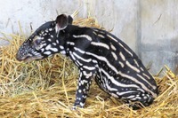 マレーバクの赤ちゃんの名前決定…縞模様を見るなら今　日本平動物園［リアニマル］ 画像