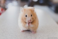 ハムスターってどんな動物？…生態や飼い方の注意点［リアニマル］ 画像