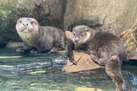 ユーラシアカワウソの子どもの名前決定…YouTubeで成長記録も公開［リアニマル］ 画像