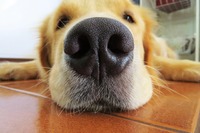 犬の嗅覚ってどのくらいすごいの？ こんな所に注意しよう［リアニマル］ 画像