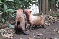 “動物園のわんこ”ヤブイヌ---胴長短足、走っているだけで愛くるしい［リアニマル］ 画像