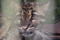“動物園のにゃんこ”ウンピョウ---性格は慎重、国内での飼育は2か所［リアニマル］ 画像
