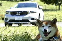 【柴犬ハルの気になるクルマ】ボルボ XC40リチャージ…余裕の顔つき!? 上級モデルに通じる快適さ 画像