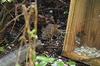天然記念物ヤマネの生態に迫る…コスモわくわく探検隊 画像