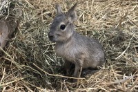 パタゴニアウサギの赤ちゃん誕生＆公開、名前は？…岩手サファリパーク［リアニマル］ 画像