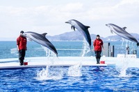 JAFフェスティバルを四国水族館で開催…エサやり体験も 12月5日 画像