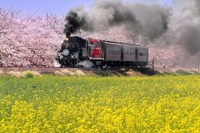 真岡鐡道でSLとDLが併結…下りは重連、上りはプッシュプル 12月20日 画像
