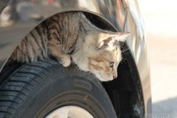 クルマに乗る前に「猫バンバン」!…こんな小動物が忍びこんでトラブル 画像