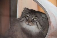 マヌルネコと目があったらお尻を向けられてしまった［リアニマル］ 画像