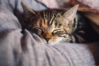 猫がなりやすい病気：乳腺がん…胸にしこりを見つけたらすぐ病院へ［リアニマル］ 画像