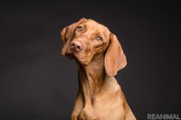 犬がなりやすい病気：肺水腫編…血液や体内の液体成分が溜まり呼吸困難に［リアニマル］ 画像
