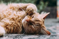 猫は1日中寝ている？ 気になる睡眠事情［リアニマル］ 画像