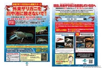 「ザリガニ相談ダイヤル」開設…特定外来生物に指定、飼養など相談に対応 環境省 画像