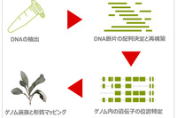 ブリヂストンとNRGene社、新天然ゴム資源「グアユール」のゲノム配列を解読 画像